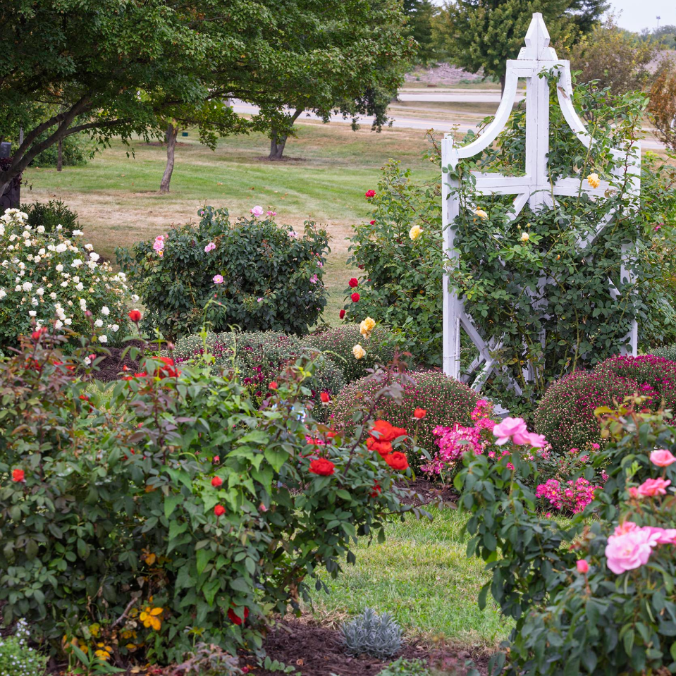 Rose Garden